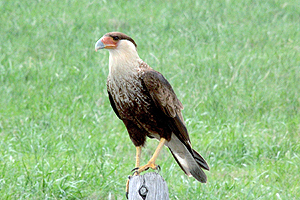 Crested Caracara